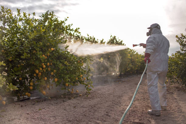Best Best Pest Control Companies  in Kaanapali, HI