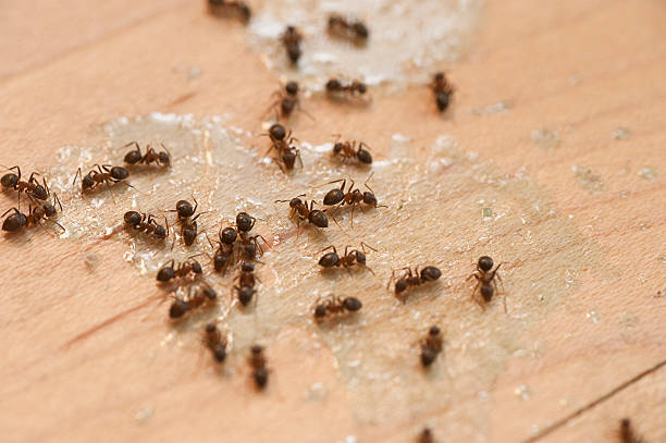 Best Pest Control Treatment  in Kaanapali, HI