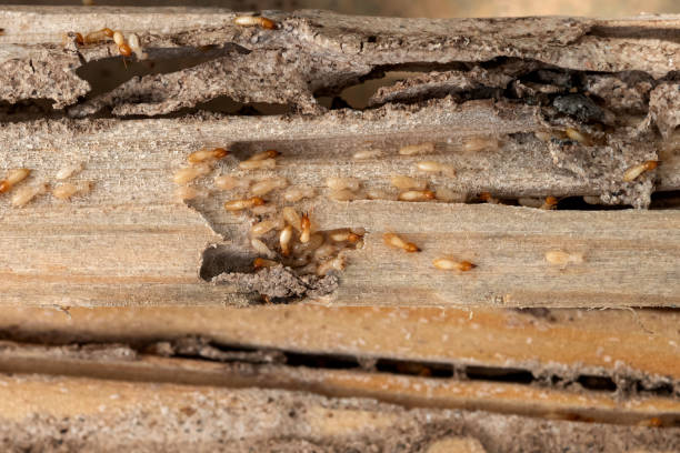 Wasp Removal Services in Kaanapali, HI